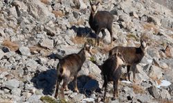 Munzur Dağları’nda çengel boynuzlu keçiler dronla görüntülendi