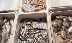Mezitli’de Balık Sezonu: Hem Taze Satış Hem Pişirim Kolaylığı