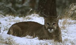 ABD'de Rocky Dağları'nda yürüyüş yapan kadın puma saldırısında öldü