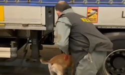 Edirne'de 240 Kilogram Skunk Ele Geçirildi