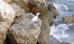 Yağışlı Havayı Fırsat Bildiler: Küçük Ak Balıkçıllar Mersin Merkezde Rahatça Avlandı