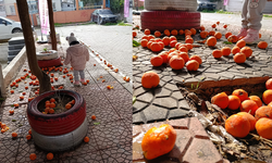 Mersin’de Turunç Dökümü Başladı, Belediyeler Hazırlıklara Girdi