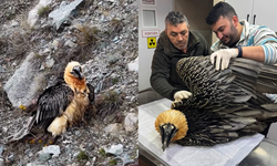 Artvin’de Yaralı Bulunan Sakallı Akbaba, Tedavi Sonrası Doğaya Salındı