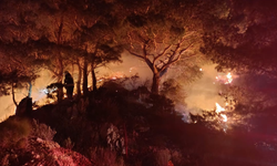 Bodrum’da ormanda çıkan yangın söndürüldü