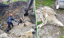 Aydın’da Duvar Çöktü, 4 Koyun Öldü