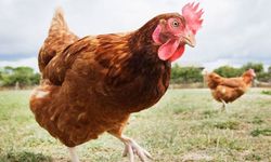 Ticaret Bakanlığı Kanatlı Eti İhracatını Durdurdu