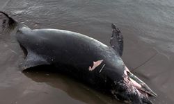 Adana'da Ölü Yunus Sahile Vurdu