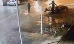 Siverek’te Ahırdan 19 Koyun Çalındı, Hırsızlık Anı Güvenlik Kamerasına Yansıdı