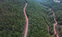 Mersin’inde aralarında olduğu 21 ilde orman kararı