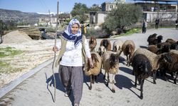 Büyükşehir’in projesinde kuzular arttıkça üreticinin yüzü gülüyor