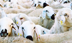 Kırsalda Bereket Küçükbaş Hayvancılığa Destek Projesi Hayata Geçiyor