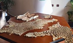 Çukurova Havalimanı’nda Yasa Dışı Yaban Hayvanı Ürünleri Ele Geçirildi