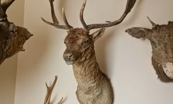 Tekirdağ’ın Saray İlçesinde Tahnit ve Trofe Operasyonu