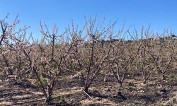 Mersin’in Tarsus ilçesinde şeftali ağaçları kış ayında çiçek açtı