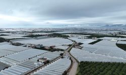 Üreticilere Yönelik Sera Naylonu Desteği Başlatıldı