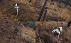 Avcı, Yaban Domuzunun Saldırısından Son Anda Kurtuldu