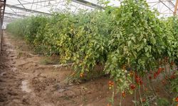 Aşırı Yağış Tarım Alanlarında Büyük Zarara Yol Açtı: 500'e Yakın Çiftçi Zarar Gördü