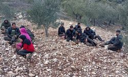 Hatay'da Zeytinlik Alanda 30 Düzensiz Göçmen Yakalandı
