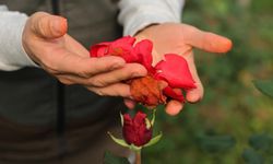 Zirai Don, 14 Şubat Sevgililer Günü Öncesi Gülleri de Vurdu