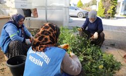 Mersin Akdeniz'de Seralarda Bitki Üretimini Arttırdı