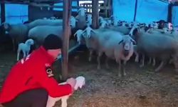 Şiddetli Yağış Nedeniyle Yaylada Mahsur Kalan Çoban ve Hayvanlara Yem ve Erzak Ulaştırıldı