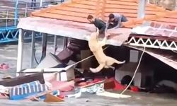 Sele Kapılmak Üzere Olan Köpek Son Anda Kurtarıldı