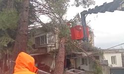 Fırtınada Yıkılan Ağaç Evin Üzerine Devrildi