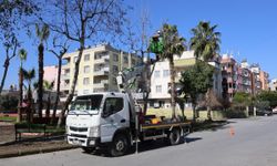 Toroslar Belediyesinden Ağaç Bakımı