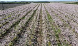 Adana'da şeftali ağaçları çiçek açtı