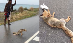 Doğada Yaralanan Tilkiye Şefkat Eli