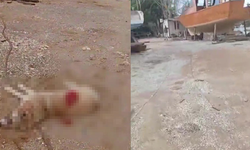 Köpeği av tüfeğiyle öldürdü, gözaltına alındı