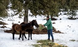 Mersin Büyükşehir'den Yılkı Atları İçin Besleme Çalışması