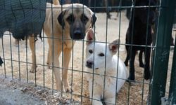 Toros Belediyesi'nden Hayvanlara Doğal Yaşam Alanı