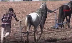 Adana'daki  çiftçiye sert tepki