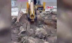 Karın Ağırlığıyla Çöken Ağıldaki 40 Koyun Öldü