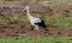 Aydın'da Yılın İlk Leyleği Görüldü: Leyleği İlk Görene 1 Çuval Un Hediye Edildi