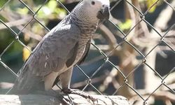 20 adet Afrika Gri Papağanına El Konuldu