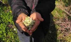 Şubat soğuğunda bahar görüntüsü: Gülnar’da badem ağacı meyve verdi