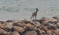 Altınoluk’ta dere yatağında mahsur kalan karaca kurtarıldı
