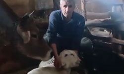 Şaşırtan doğum, çift başlı buzağı herkesi hayrete düşürdü