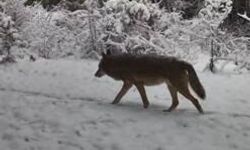 Yaban hayatı için kış mesaisi