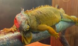 Kaçak yollarla getirilen egzotik hayvanlar muhafazaya alındı