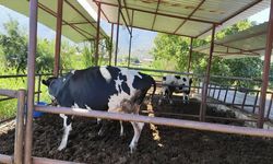 Muğla’da şap hastalığı alarmı: 11 mahallede karantina uygulaması