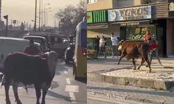 Çiftlikten kaçan boğa sürücülere zor anlar yaşattı