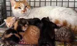 Gebe köpek öldü, yavrulara anne kedi sahip çıktı