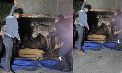 Devrilen kamyonetin kasasındaki eşekler yaralandı