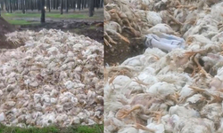 Tarsus’ta ormana çok sayıda tavuk ölüsü atıldı