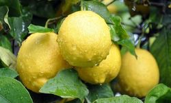 Limon ithalatında vergi indirimi