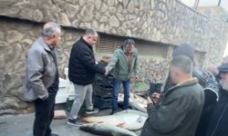 Elazığ'da 82 kiloluk dev turna balığı satışa sunuldu