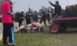 Atı koşamadığı için sopayla vurup bayılttı